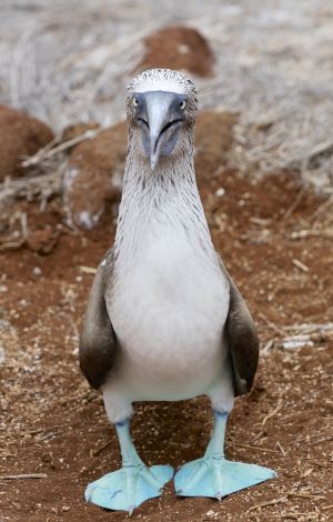 Cross Eyed Blue Footed Booby